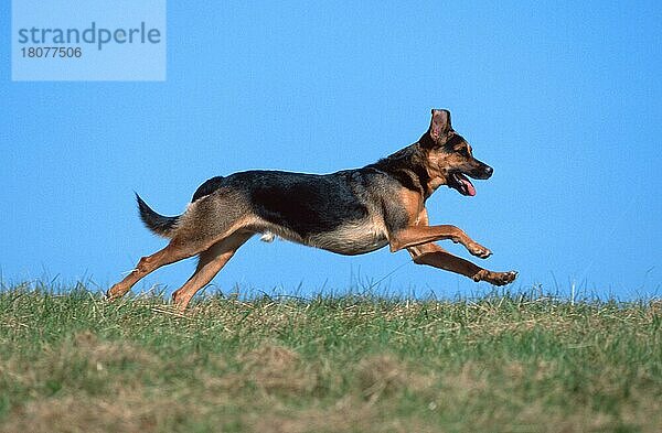 Mischlingshund läuft über Wiese  Mixed Breed Dog running over meadow (animals) (Säugetiere) (mammals) (Haushund) (domestic dog) (Haustier) (Heimtier) (pet) (außen) (outdoor) (seitlich) (side) (Wiese) (meadow) (hecheln) (panting) (adult) (Bewegung) (motion) (laufen) (rennen) (running) (Querformat) (horizontal) (männlich) (male) (Rüde)