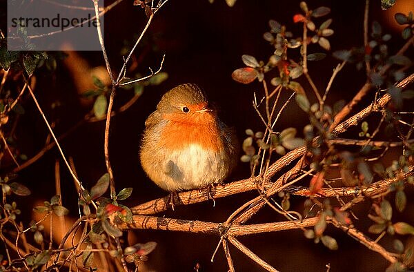 Robin  North Rhine-Westphalia  Rotkehlchen (Erithacus rubecula)  Nordrhein-Westfalen (Europa) (Tiere) (animals) (Singvögel) (songbirds) (Vogel) (Ast) (außen) (outdoor) (frontal) (head-on) (von vorne) (Morgenlicht) (morning light) (sitzen) (sitting) (adult) (Querformat) (horizontal)  Deutschland  Europa