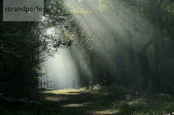 Sonnenstrahlen im Morgendunst  in Mischwald  Gelderland  Niederlande  Europa
