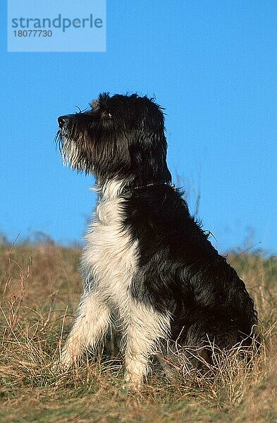 Mixed Breed Dog  Mischlingshund (animals) (Säugetiere) (mammals) (Haushund) (domestic dog) (Haustier) (Heimtier) (pet) (außen) (outdoor) (seitlich) (side) (Wiese) (meadow) (aufmerksam) (alert) (sitzen) (sitting) (adult) (schwarz-weiß) (black & white) (vertical)