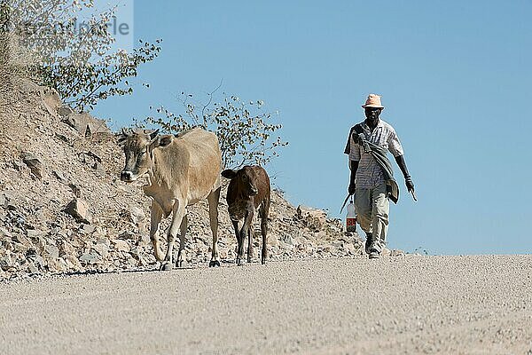 Mann mit Rindern  C43  Namibia  Afrika