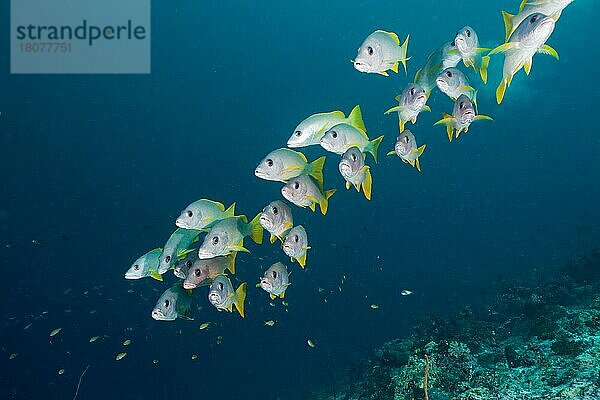 Einflecken-Schnapper  Medhu Faru Riff  Sued-Male-Atoll (Lutjanus monostigma)  Malediven  Asien