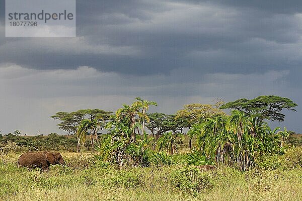 Afrikanischer Elefant (Loxodonta africana)  Tansania  Afrika