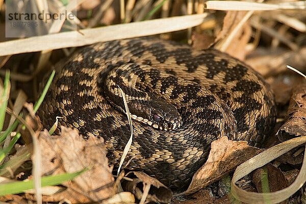 Kreuzotter (Vipera berus)