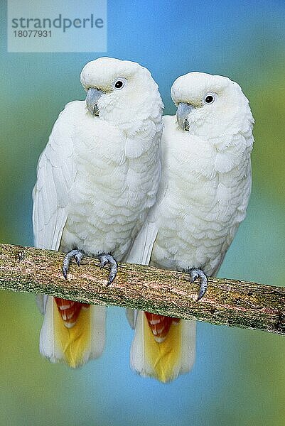 Red-vented Cockatoos  Philippine Cockatoos (Cacatua haematuropygia)  Rotsteisskakadus (Tiere) (animals) (Südostasien) (southeast asia) (Vogel) (Vögel) (birds) (Papageien) (parrots) (außen) (outdoor) (frontal) (head-on) (von vorne) (Ast) (weiß) (white) (abstrakt) (adult) (Paar) (pair) (couple)