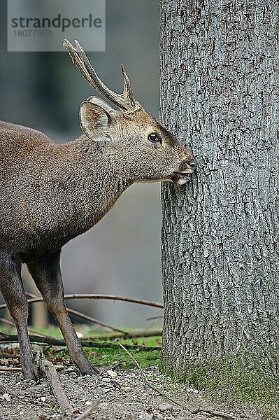 Schweinshirsch (Axis porcinus)  männlich