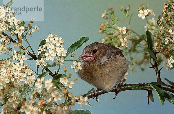 Young Chaffinch  Buchfink (Fringilla coelebs)  Jungvogel (Europa) (Tiere) (animals) (Finken) (finches) (Singvögel) (songbirds) (Vogel) (Ast) (außen) (outdoor) (frontal) (head-on) (von vorne) (neugierig) (curious) (sitzen) (sitting) (Jungtier) (Querformat) (horizontal)  Deutschland  Europa