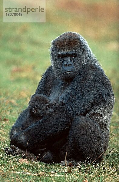 Westliche Gorillas (Gorilla gorilla gorilla)  Weibchen mit Jungen