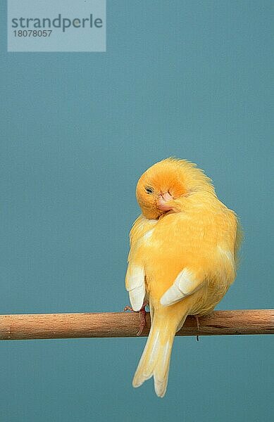 Gelber Kanarienvogel