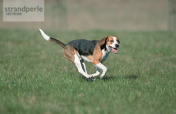 Beagle  seitlich