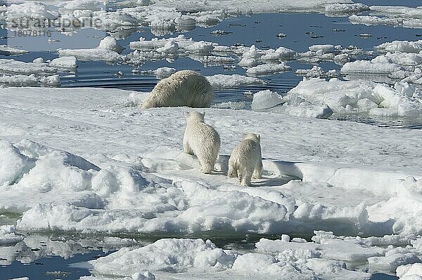 Eisbär  Weibchen und Jungtiere  jagt Ringelrobbe (Phoca hispida)  Spitzbergen  Svalbard-Inselgruppe  Barentsee  Polarbär (Thalassarctos maritimus) Eisscholle  Norwegen  Europa