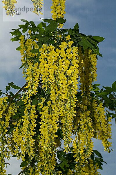 Goldregen (Laburnum anagyroides)