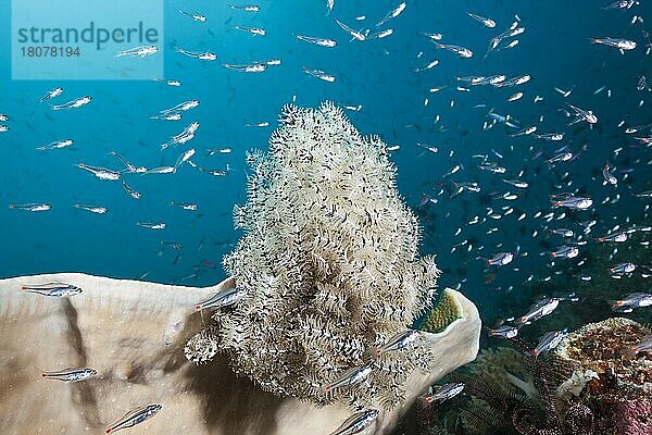 Rotfleck-Kardinalfische umkreisen Federstern  Apogon parvulus  Triton Bay  West Papua  Indonesien  Asien