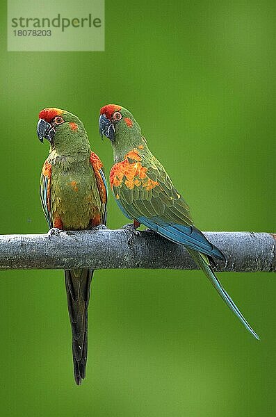 Rotohraras (Ara rubrogenys) (Aras) (Aras) (Papageien) (parrots) (Vogel) (Vögel) (birds) (south america) (Tiere) (animals) (außen) (outdoor) (Ast) (grün) (green) (rot) (frontal) (head-on) (von vorne) (seitlich) (side) (adult) (Paar) (pair) (zwei) (two) (vertical)