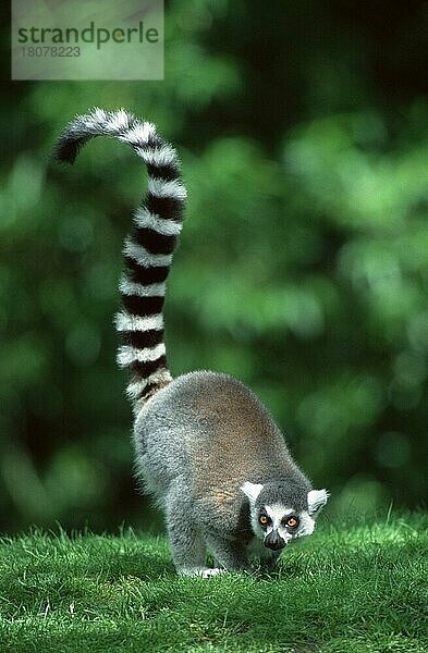 Ring-tailed Lemur  Katta (Lemur catta) (Afrika) (Madagaskar) (Madagascar) (animals) (Säugetiere) (mammals) (Halbaffen) (Primaten) (lemurs) (primates) (außen) (outdoor) (Wiese) (meadow) (schwarz-weiß) (black & white) (stehen) (standing) (adult) (vertical)