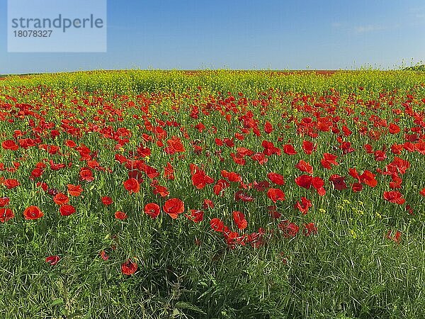 Klatschmohn  Feld bei Ketzin  Havelland  Brandenburg  Deutschland  Europa