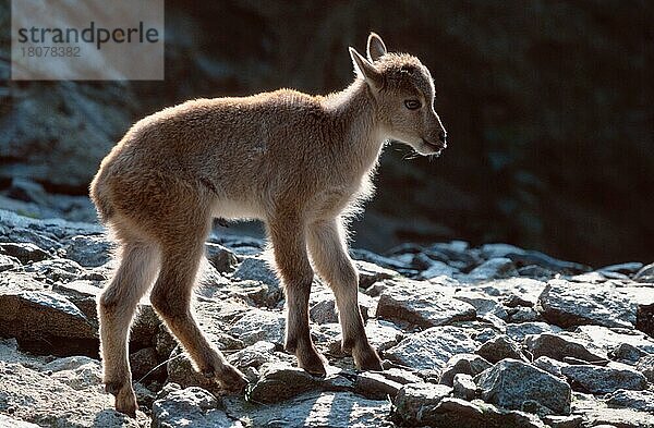 Himalaya Thar  jung (Hemitragus jemalahicus)  Zicklein