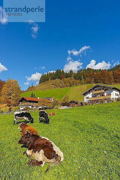 Weide mit Kühen  Ramsau  Berchtesgadener Land  Oberbayern  Deutschland  Europa