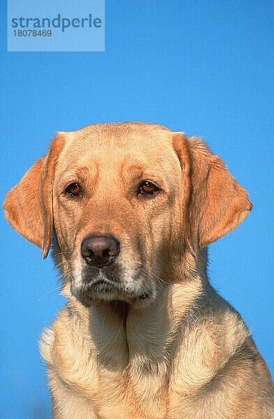 Labrador Retriever  Labrador-Retriever  gelb (animals) (Säugetiere) (mammals) (Haushund) (domestic dog) (Haustier) (Heimtier) (pet) (außen) (outdoor) (frontal) (head-on) (von vorne) (Kopf) (head) (Porträt) (portrait) (adult) (aufmerksam) (alert)