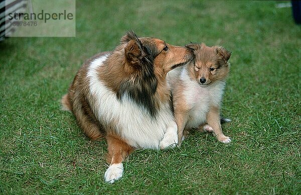 Sheltie bitch with puppy  7 weeks old  Sheltiehuendin mit Welpe  7 Wochen alt (Saeugetiere) (mammals) (animals) (Haushund) (domestic dog) (Haustier) (Heimtier) (pet) (außen) (outdoor) (Wiese) (meadow) (frontal) (head-on) (von vorne) (liegen) (lying) (sitzen) (sitting) (zärtlich) (tender) (adult) (Mutter & Kind) (mother & baby) (zwei) (two) (Jungtier) (young) (Querformat) (horizontal)