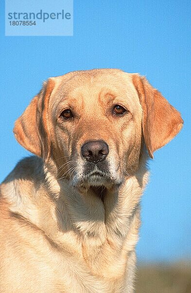 Labrador Retriever  Labrador-Retriever  gelb (animals) (Säugetiere) (mammals) (Haushund) (domestic dog) (Haustier) (Heimtier) (pet) (außen) (outdoor) (Kopf) (head) (Porträt) (portrait) (frontal) (head-on) (von vorne) (adult) (vertical)