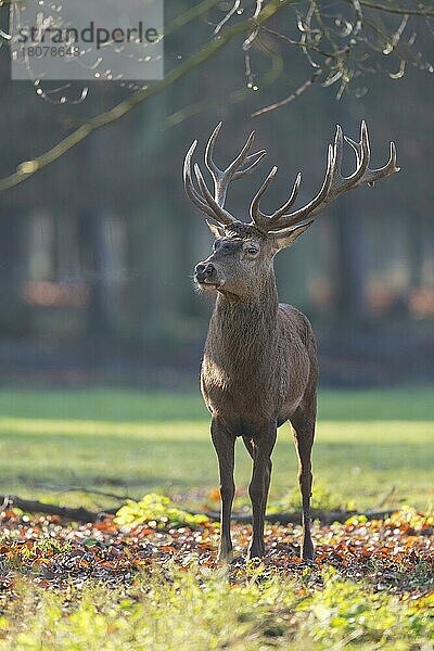 Rothirsch (Cervus elaphus)  Männchen im Sommer