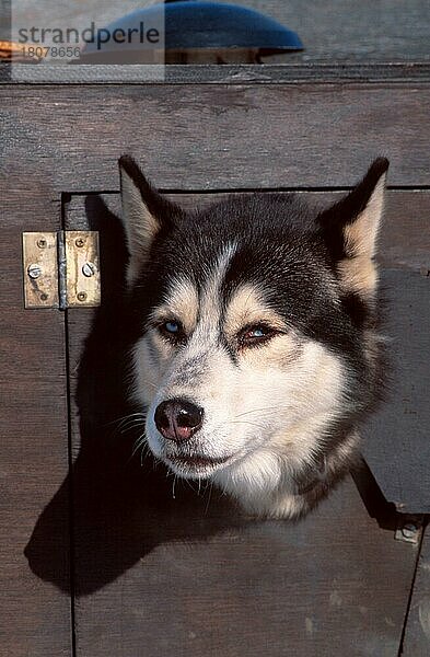 Siberian Husky schaut aus Transporter  Siberian Husky looking out of transporter (animals) (Säugetiere) (mammals) (Haushund) (domestic dog) (Haustier) (Heimtier) (pet) (außen) (outdoor) (frontal) (head-on) (von vorne) (Kopf) (head) (Porträt) (portrait) (aufmerksam) (alert) (adult) (vertical) Schlittenhund  Schlittenhunde