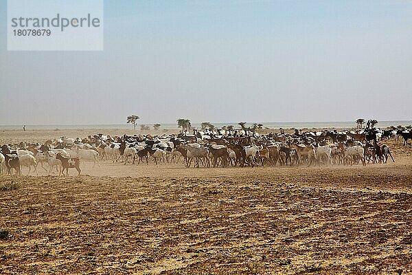 Gemischte Herde Ziegen und Schafe  nördlich der Chalbi-Wüste  Ziege  Ziegen  Schaf  Schafe  Schafherde  Ziegenherde  Kenia  Afrika