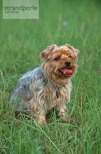 Yorkshire-Terrier (animals) (außen) (outdoor) (Wiese) (meadow) (hecheln) (panting) (sitzen) (sitting) (adult) (Säugetiere) (mammals) (Haushund) (domestic dog) (Haustier) (Heimtier) (pet)