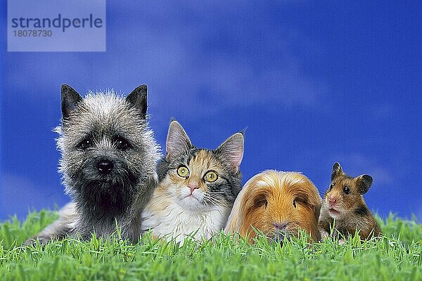 Haustiere: Cairn-Terrier  Norwegische Waldkatze  Coronet-Meerschweinchen und Goldhamster  Heimtiere: Cairn-Terrier (Tiere) (außen) (outdoor) (Wiese) (erwachsen) (liegen) (lying) (frontal) (head-on) (von vorne) (Freundschaft) (friendship) (Gruppe) (group) (vier) (four) (Säugetiere) (mammals) (Nagetiere) (rodents) (Haustier) (Haushund) (domestic dog) (Hauskatze) (domestic cat) Tierfreundschaft Tierfreundschaften