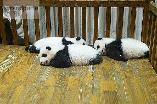 Baby-Pandas (Ailuropoda melanoleuca) im Chengdu Giant Panda Breeding Center  China Conservation and Research Centre for the Giant Pandas  Chengdu  Sichuan  China  Asien