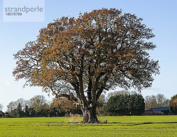 Große reife Stieleiche (Quercus Robur)  orangefarbenes Herbstlaub steht allein auf einem Feld  Surron  Suffolk  England  UK