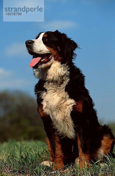 Berner Sennenhund  Bernese Mountain Dog (animals) (außen) (outdoor) (Wiese) (meadow) (hecheln) (panting) (sitzen) (sitting) (adult) (Säugetiere) (mammals) (Haustier) (Heimtier) (pet) (Haushund) (domestic dog)