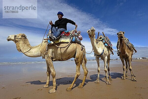 Marokko  Dromedartreiber  Strand  Essaouira  Afrika
