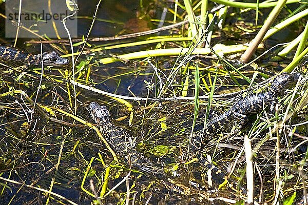 Mini-Alligatoren in der Sumpflandschaft  Everglades National Park  Florida/ small alligator  swampland  Everglades National Park  Florida  Everglades National Park  Florida  USA  Nordamerika