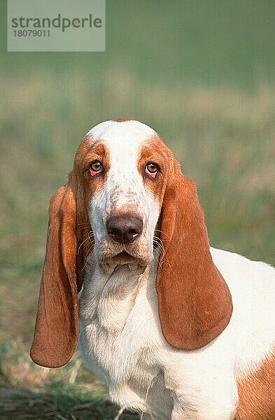 Basset Hound  lemon-white  lemon-weiss (animals) (Säugetiere) (mammals) (Haushund) (domestic dog) (Haustier) (Heimtier) (pet) (außen) (outdoor) (frontal) (head-on) (von vorne) (Porträt) (portrait) (traurig) (sad) (sitzen) (sitting) (adult) (vertical)