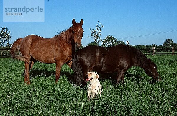 Pferde und Labrador-Retriever  Horses and Labrador Retriever (Säugetiere) (mammals) (Haushund) (domestic dog) (Haustier) (Heimtier) (pet) (Nutztier) (farm animal) (domestic) (Huftiere) (hoofed animals) (Pferde) (horses) (Unpaarhufer) (außen) (draußen) (seitlich) (sitzen) (stehen) (stehend) (erwachsen) (Freundschaft) (Gruppe) (drei) (Paar) (zwei) (hecheln) (fressen) (Ernährung) (Nahrung) (Fütterung) (Querformat) (horizontal)