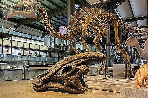 Amurosaurus-Skelett und Olorotitan-Schädel im Königlichen Belgischen Institut für Naturwissenschaften  Museum für Naturwissenschaften  das der Naturgeschichte gewidmet ist  in Brüssel  Belgien  Europa