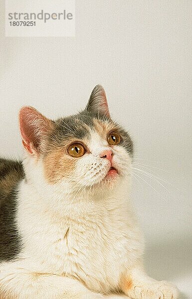 British Shorthair Cat  Britische Kurzhaarkatze  blau/schildpatt auf weiß (Saeugetiere) (mammals) (Hauskatze) (domestic cat) (Haustier) (Heimtier) (pet) (Rassekatzen) (animals) (innen) (Studio) (Porträt) (portrait) (kurzhaarig) (short-haired) (liegen) (lying) (adult)