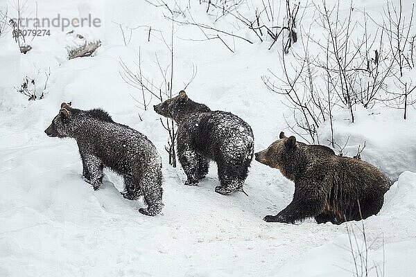 Weibchen und zwei 1-jährige Braunbärenjunge (Ursus arctos arctos) beim Verlassen der Höhle im Schnee im Winter