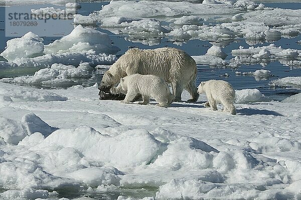 Eisbär  Weibchen und Jungtiere  mit erbeuteter Ringelrobbe (Phoca hispida)  Spitzbergen  Svalbard-Inselgruppe  Barentsee  Polarbär (Thalassarctos maritimus) Eisscholle  Norwegen  Europa