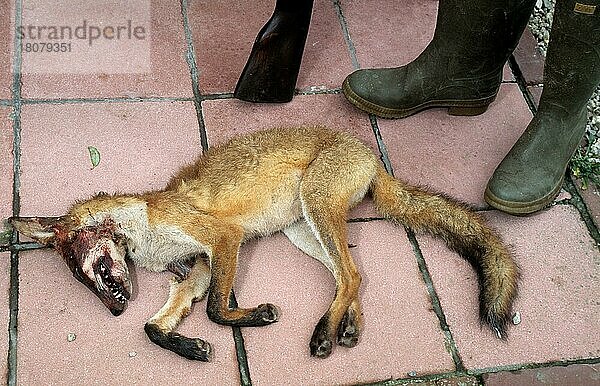 Rotfuchs  Rotfüchse (Vulpes vulpes)  Fuchs  Füchse  Hundeartige  Raubtiere  Säugetiere  Tiere  Dead fox shot by hunter