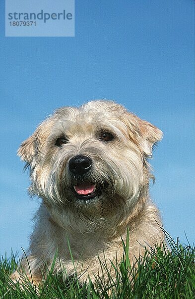 Irish Glen of Imaal Terrier (animals) (Säugetiere) (mammals) (Haushund) (domestic dog) (Haustier) (Heimtier) (pet) (außen) (outdoor) (frontal) (head-on) (von vorne) (Porträt) (portrait) (Wiese) (meadow) (freundlich) (friendly) (hecheln) (panting) (liegen) (lying) (adult) (vertical)