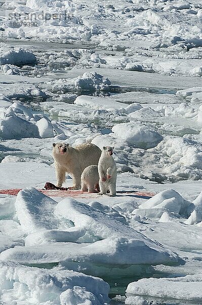 Eisbär  Weibchen und Jungtiere  fressen erbeutete Ringelrobbe (Phoca hispida)  Spitzbergen  Svalbard-Inselgruppe  Barentsee  Polarbär (Thalassarctos maritimus) Eisscholle  Norwegen  Europa