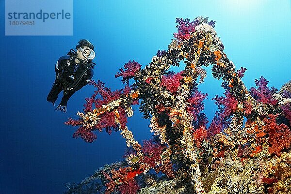 Taucher betrachtet Aufbauten mit Klunzingers Weichkorallen (Dendronephthya klunzingeri)  Schiffswrack Numedia  Brother Islands  Rotes Meer  Ägypten  Afrika