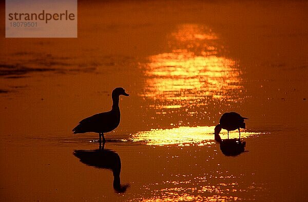 Brandgänse (Tadorna tadorna)  Paar bei Sonnenuntergang  Texel  Niederlande  Europa