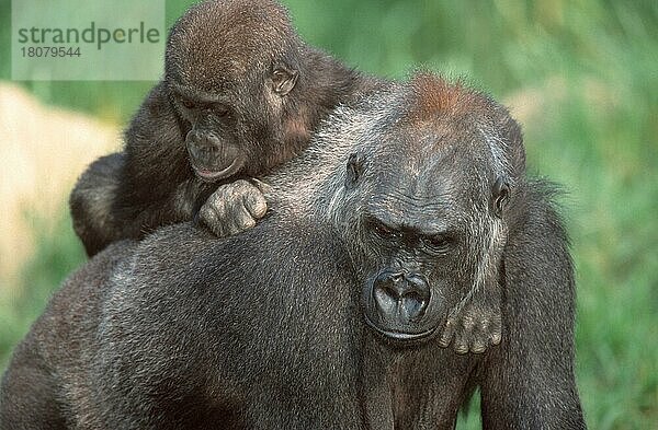 Westliche Gorillas (Gorilla gorilla gorilla)  Weibchen mit Jungen