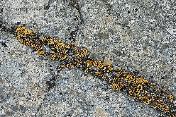 Zwergweide  Kleinste Weide  Schneebeetweide (Salix herbacea) wächst im Herbst auf Felsen  Boltodden  Kvalvagen  Spitzbergen  Norwegen  Europa