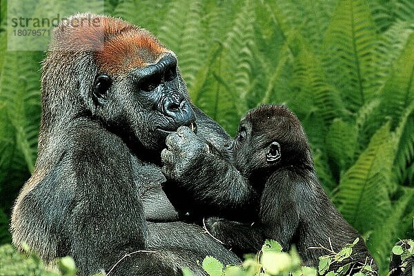 Westliche Flachlandgorillas (Gorilla gorilla gorilla)  Weibchen mit Jungtier