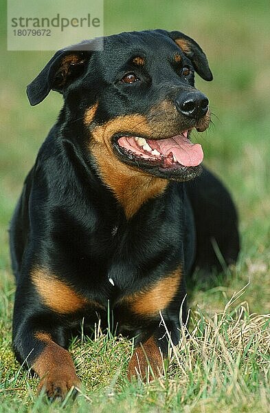 Rottweiler (animals) (außen) (outdoor) (frontal) (head-on) (von vorne) (Wiese) (meadow) (schwarz) (black) (hecheln) (panting) (lächeln) (smiling) (liegen) (lie) (lying) (adult) (Säugetiere) (mammals) (Haushund) (domestic dog) (Haustier) (Heimtier) (pet)